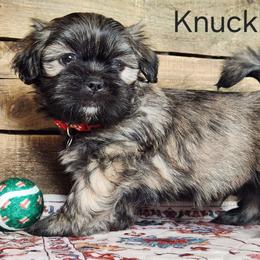 Knuckles - Brindle male Lhasa Apso puppy in Jefferson, New York from Absolute Lhasa Love