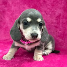Blue Bell - Gray (blue) and cream female Dachshund puppy in Lincoln, Arkansas from Red Dirt Dachshunds