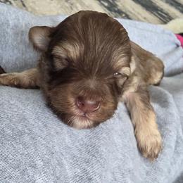 Pup2 - Chocolate male Havapoo puppy in Medina, Ohio from Momma's Minis