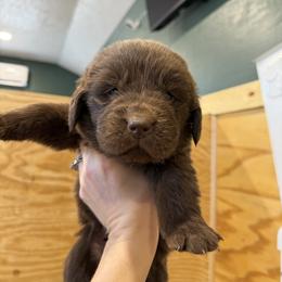 Dante - Brown male Newfoundland puppy in Brandenburg, Kentucky from Bluegrass River Newfoundlands
