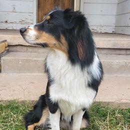 Shadow - Australian Shepherd