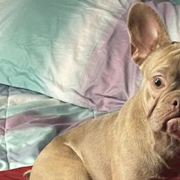 French Bulldogs from Finest Frenchies, LLC