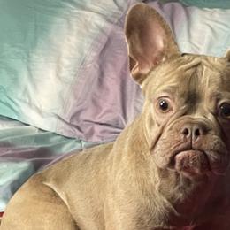 French Bulldogs from Finest Frenchies, LLC