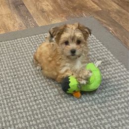 Archie - Tan male Morkie puppy in Beebe, Arkansas from Cedar Hill Kennel