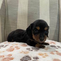 Mandy - Black and tan female Dachshund puppy in Temple, Texas from Brit’s Doxie Crossing