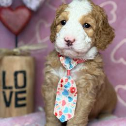 Brown-noah - Red male Bernedoodle puppy in Yuciapa, California from AlltheDoodlez_