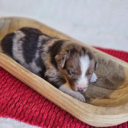 Raider - Red merle male Australian Shepherd puppy in Mountain Grove, Missouri from K Bar H Farms