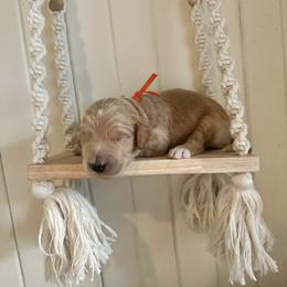 Peanut Butter - Apricot female Goldendoodle puppy in Montgomery, Texas from Dacus Doodles