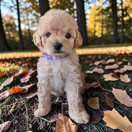 Purple Girl - Apricot female Cavapoo puppy in Lavon, Texas from Magnolia Prairie Doodles