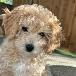Cavapoos and Goldendoodles from Clig Doodle Days