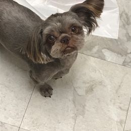 Arnie - Shih Tzu