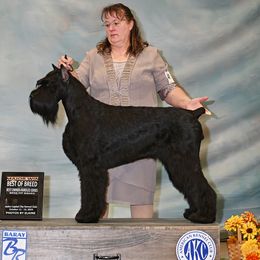 LaRue or Rue - Giant Schnauzer