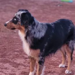 Zoey - Australian Shepherd