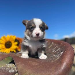 Pembroke Welsh Corgi Puppies from Top-Notch Paws