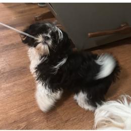Miss Priss - Black and white female Shih Tzu puppy in Covington, Georgia from Top Hats 2  Shih Tzu’s