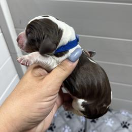 Blue boy - Tri-Roan male English Springer Spaniel puppy in Fairfield, California from Goldridge Springers