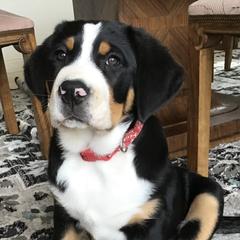 Greater Swiss Mountain Dogs from SKYLINE SWISSYS