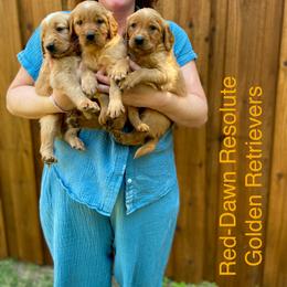 Golden Retriever puppies from Red-Dawn
