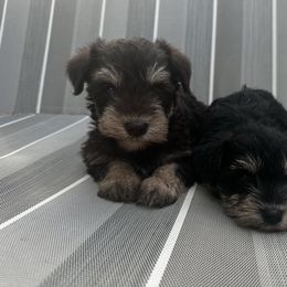 River - Liver male Miniature Schnauzer puppy in West Point, Nebraska from Canyon Rose Schnauzers