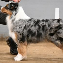 Australian Shepherds from Polaris Australian Shepherds