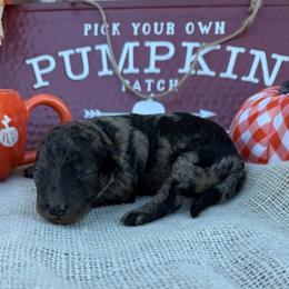 Daphne - Blue merle female Bordoodle puppy in Canfield, Ohio from Poo's Doo's & Inu's