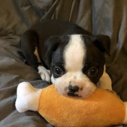 Boston Terrier Puppies from Bonze Boston Terriers
