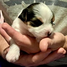 Rebel (Navy) - Piebald male Morkie puppy in Martin, Tennessee from Danza Bolo