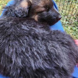 German Shepherd All Grown Up from Bunkerhill Shepherds
