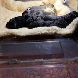 Pearl - Black and red female German Shepherd puppy in Hillsboro, Indiana from Salty Raccoon Ranch German Shepherds