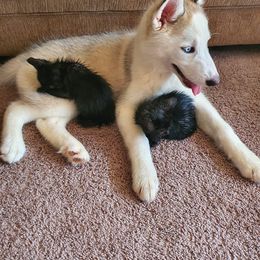 Siberian Husky Puppies from Milly's Showline Pets