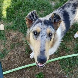 Boy 2 - Blue merle white and tan Collie puppy in Downey, Idaho from Jessica Bischoff