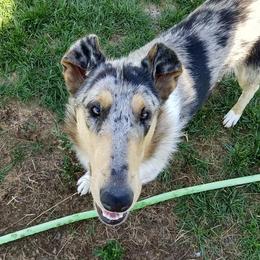 Boy 2 - Blue merle white and tan Collie puppy in Downey, Idaho from Jessica Bischoff