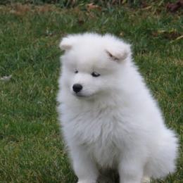Samoyed Puppies from SnoFox Samoyeds