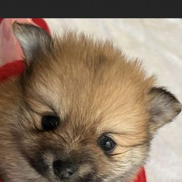 Pomeranian Puppies from Mikayla's Pomeranians