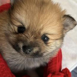 Pomeranian Puppies from Mikayla's Pomeranians
