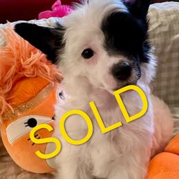 Tyler - Black and white male Chinese Crested puppy in Port Charlotte, Florida from Chinese Checkers Chinese Cresteds