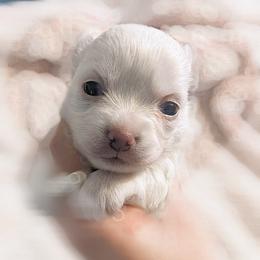 Chihuahua Puppies from Petite Pups LLC
