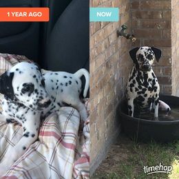 Dexter - Dalmatian
