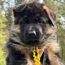 Cloe - Black and red female German Shepherd puppy in Harvard, Illinois from Aus Dem Meer German Shepherds