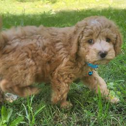 Mini Aqua boy - Cream male Goldendoodle puppy in Los Molinos Ca, California from Sunshine Sanctuary Doodles