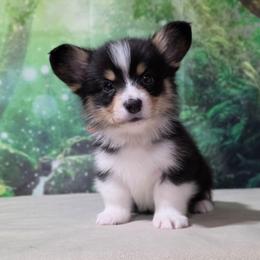 Make 3 - Black and tan male Pembroke Welsh Corgi puppy in Washington from Castle View Royal Rumps