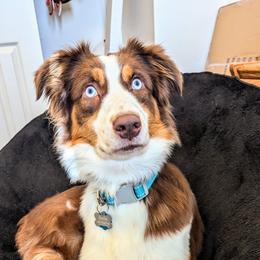 Belle - Australian Shepherd