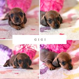 Gigi - Sable female Dachshund puppy in Saint Paul, Minnesota from Vibrant Eyes Doxies