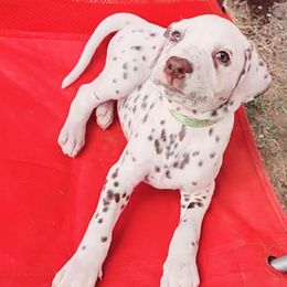 Boy 3 - Dalmatian puppy in Westfield, Massachusetts from Adopt A Spot New England