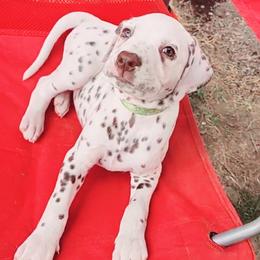 Boy 3 - Dalmatian puppy in Westfield, Massachusetts from Adopt A Spot New England