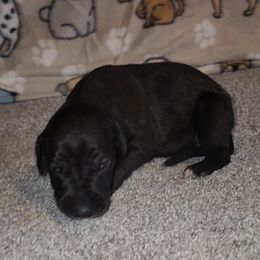 Emma - Black female Great Dane puppy in Walker, Louisiana from La Rebel Danes