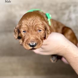 Ivan - Red  male Goldendoodle puppy in Abilene, Texas from Mesquite Kennels