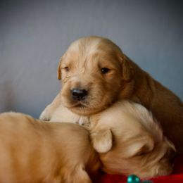 Last pick - Golden female Golden Retriever puppy in Mc Arthur, California from California Golden Love