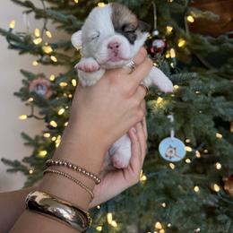 Sweet Potato - Red female Pembroke Welsh Corgi puppy in Colbert, Washington from Siclair Crowns Corgis