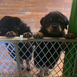 Rottweiler Puppies from Rottweiler Land